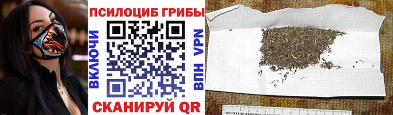 Псилоцибиновые грибы Cubensis  OMG как войти  Ленинск-Кузнецкий 